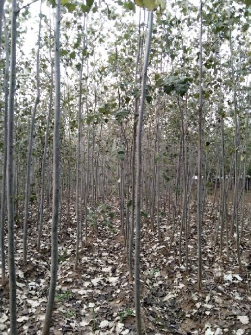 杨树，绿化乡土树，毛白杨，树杆通直，非常适合路边绿化