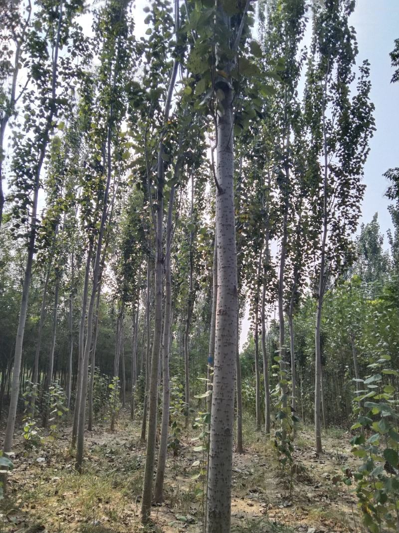 杨树，绿化乡土树，毛白杨，树杆通直，非常适合路边绿化