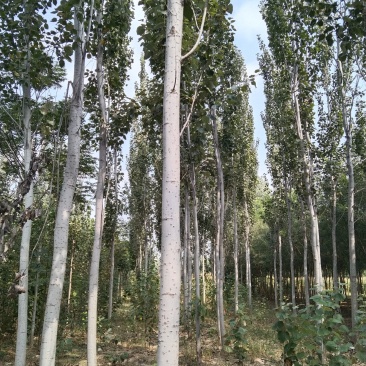 杨树，绿化乡土树，毛白杨，树杆通直，非常适合路边绿化