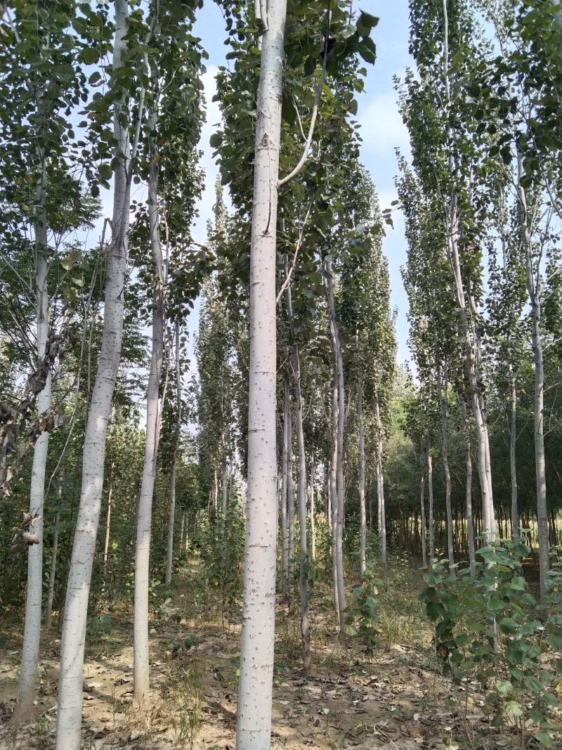 杨树，绿化乡土树，毛白杨，树杆通直，非常适合路边绿化