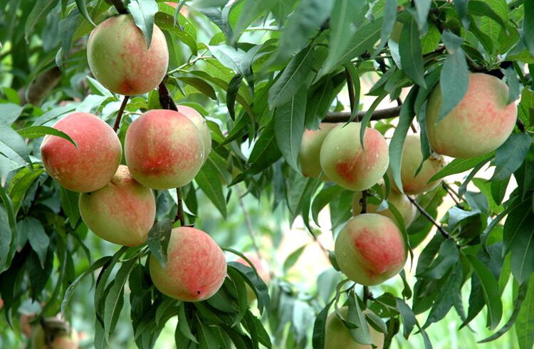 桃树枝文化象征