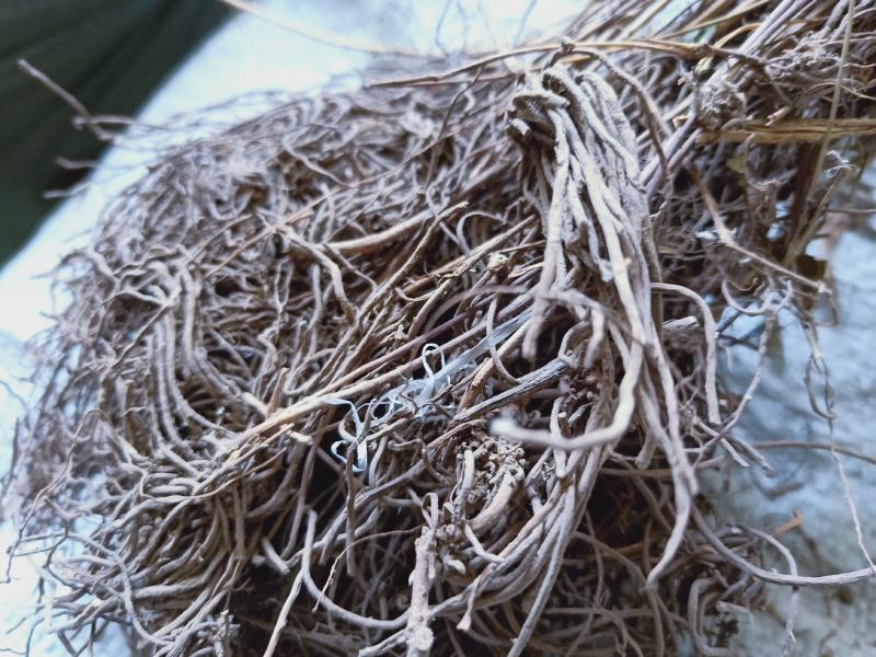 徐长卿野生全干货高含量质量保证
