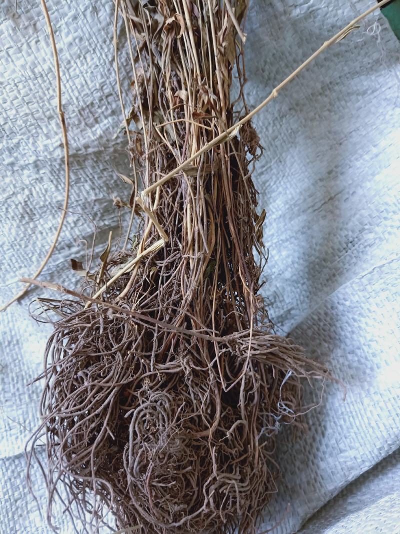 徐长卿野生全干货高含量质量保证