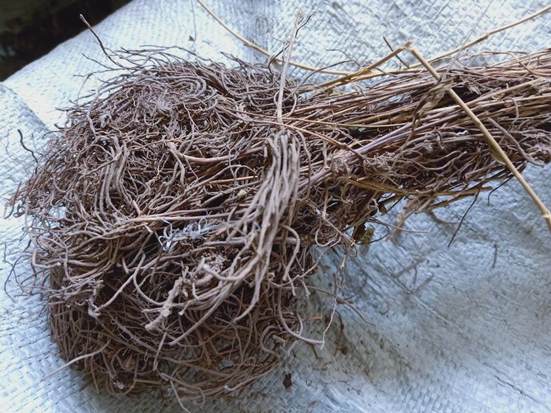 徐长卿野生全干货高含量质量保证