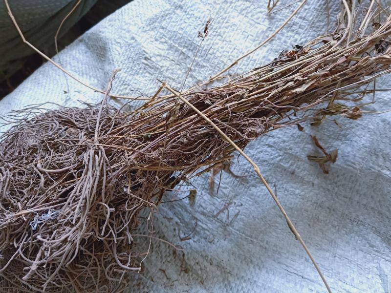 徐长卿野生全干货高含量质量保证