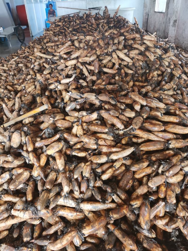 江苏宝应县罐头藕美人红莲藕，肉白，粉汁大，食品加工理想原材