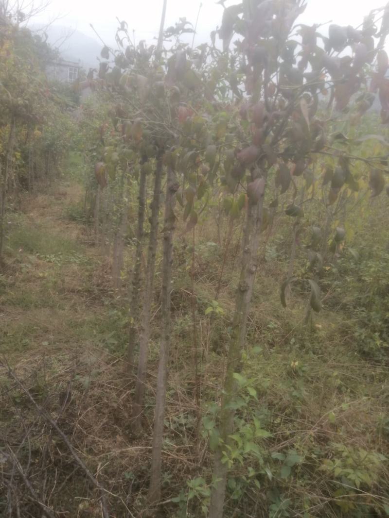 金丝吊蝴蝶，金丝吊燕，山东省临沂市费县苗木种植基地