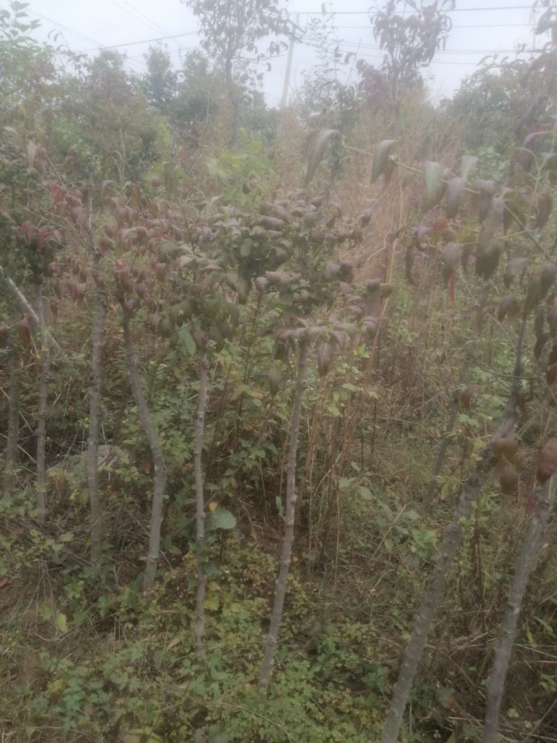 金丝吊蝴蝶，金丝吊燕，山东省临沂市费县苗木种植基地