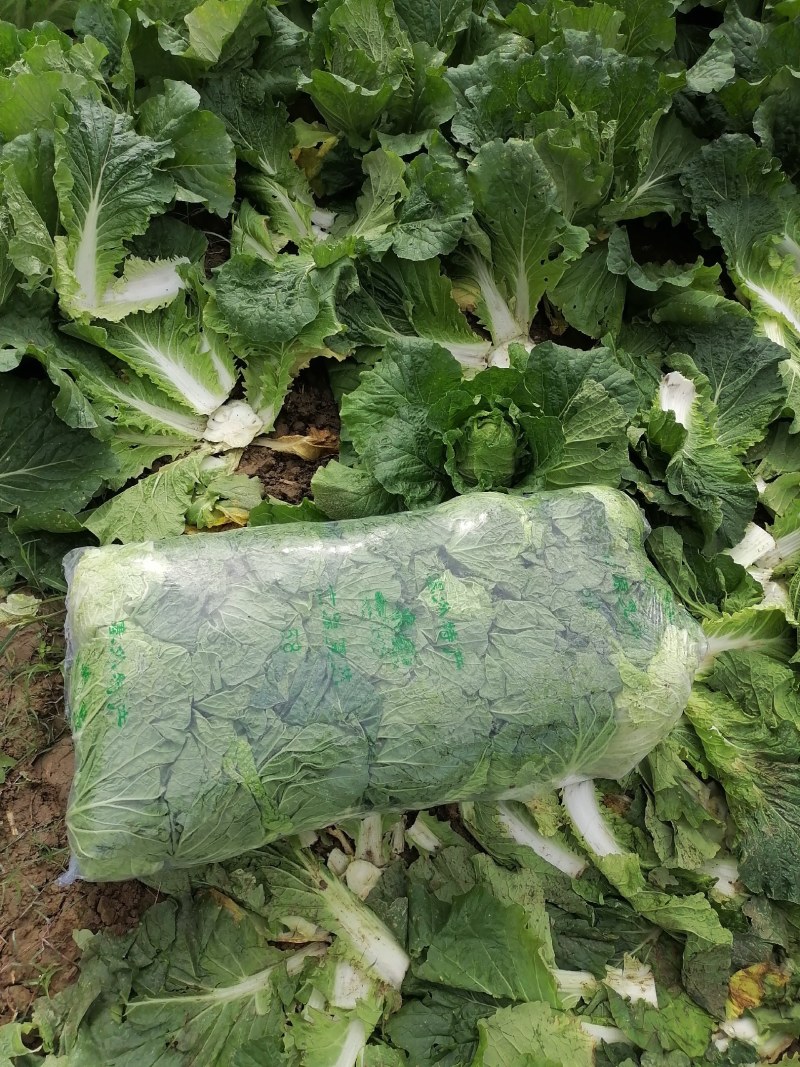 中短棵，黄心大白菜净菜袋装3~5斤