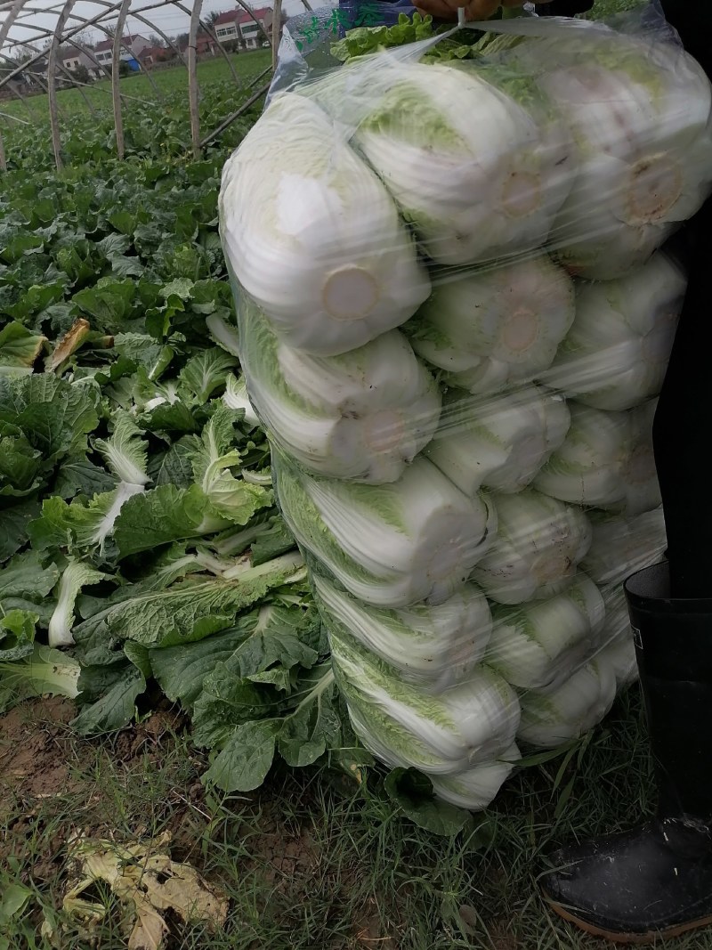 中短棵，黄心大白菜净菜袋装3~5斤