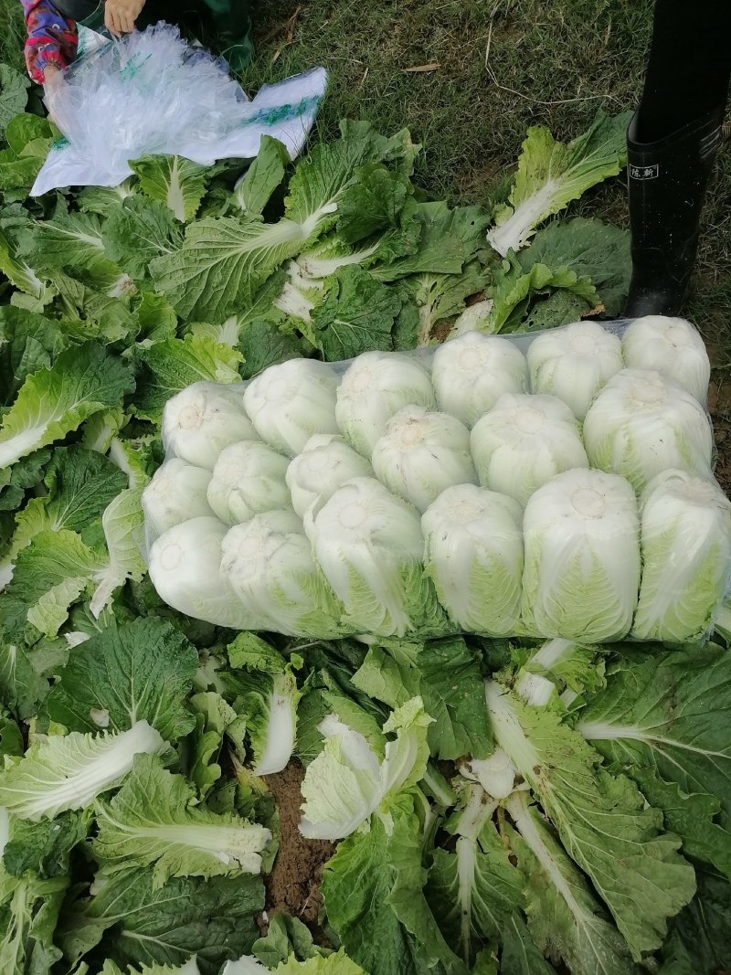 中短棵，黄心大白菜净菜袋装3~5斤
