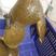 外塘黄油白油甲鱼，苗1-3斤甲鱼，塘口现货，现抓可放养