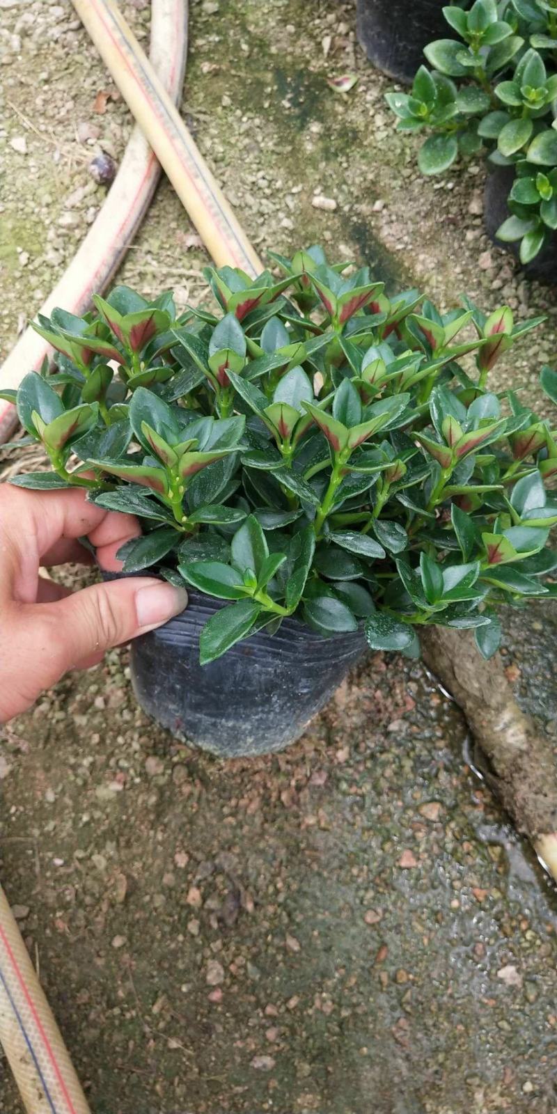 金鱼草盆栽花卉吸甲醛净化空气绿植，永福产地直销，品质保证