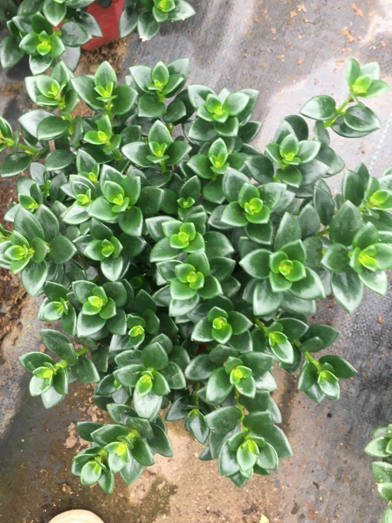 金鱼草盆栽花卉吸甲醛净化空气绿植，永福产地直销，品质保证