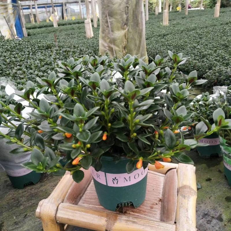 金鱼草盆栽花卉吸甲醛净化空气绿植，永福产地直销，品质保证