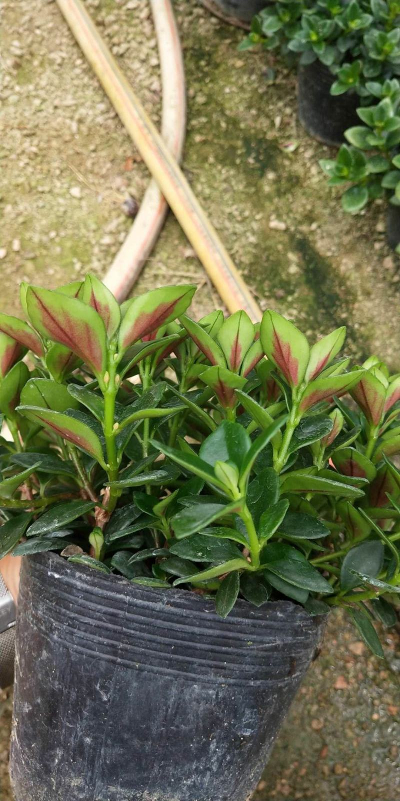 金鱼草盆栽花卉吸甲醛净化空气绿植，永福产地直销，品质保证