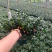 金鱼草盆栽花卉吸甲醛净化空气绿植，永福产地直销，品质保证