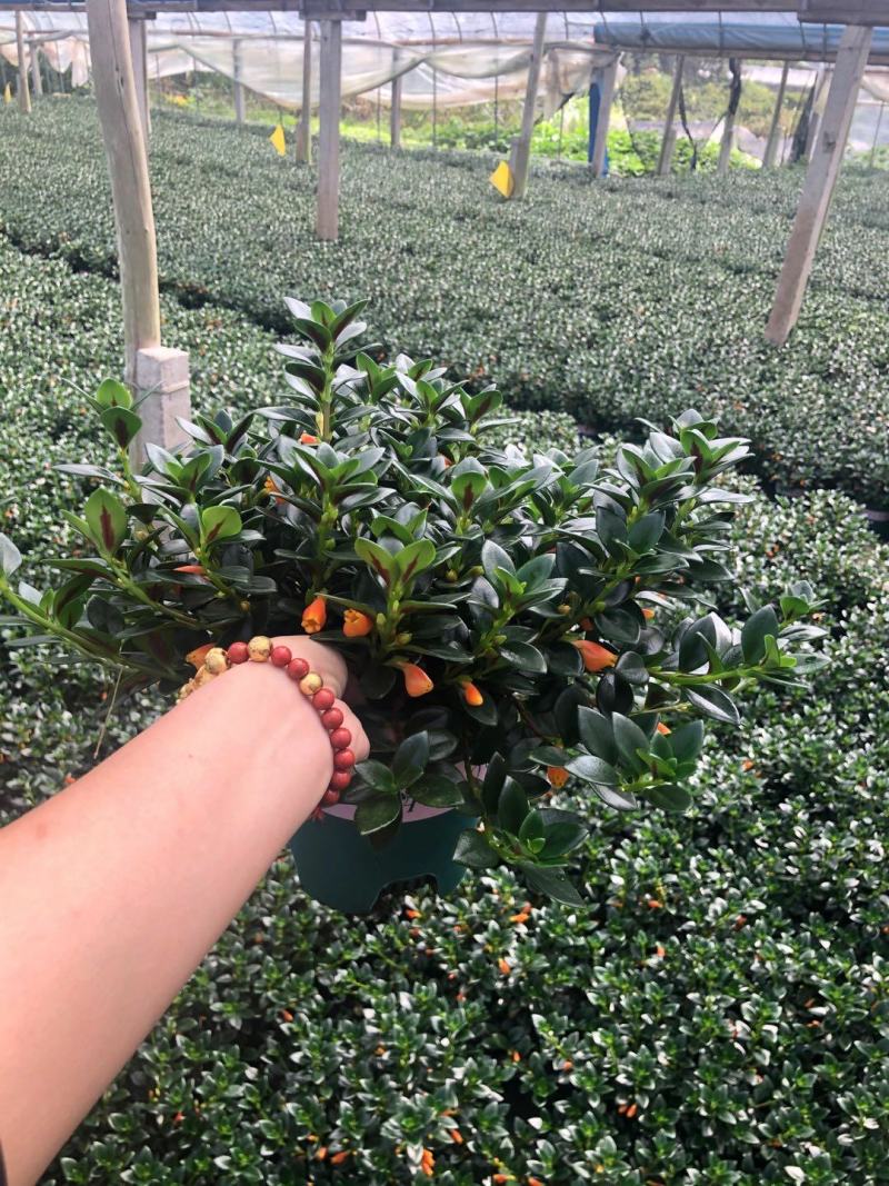 金鱼草盆栽花卉吸甲醛净化空气绿植，永福产地直销，品质保证