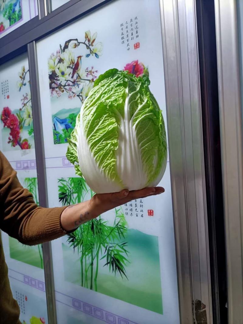 矮颗黄心大白菜，产地直发口感好色泽鲜艳质量