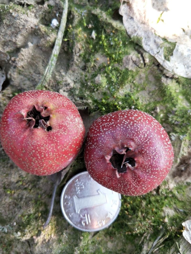山楂鲜果质量好无虫害果个大
