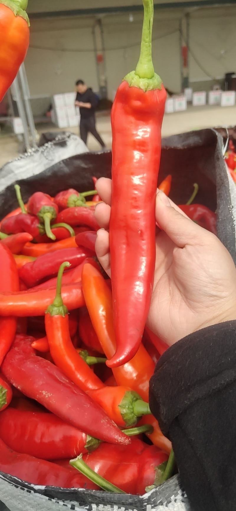 精品长红椒价格美丽，保证质量，走货快。