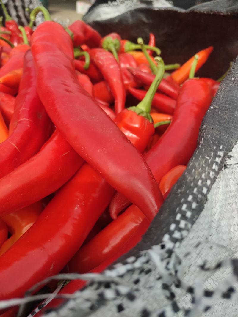 精品长红椒价格美丽，保证质量，走货快。