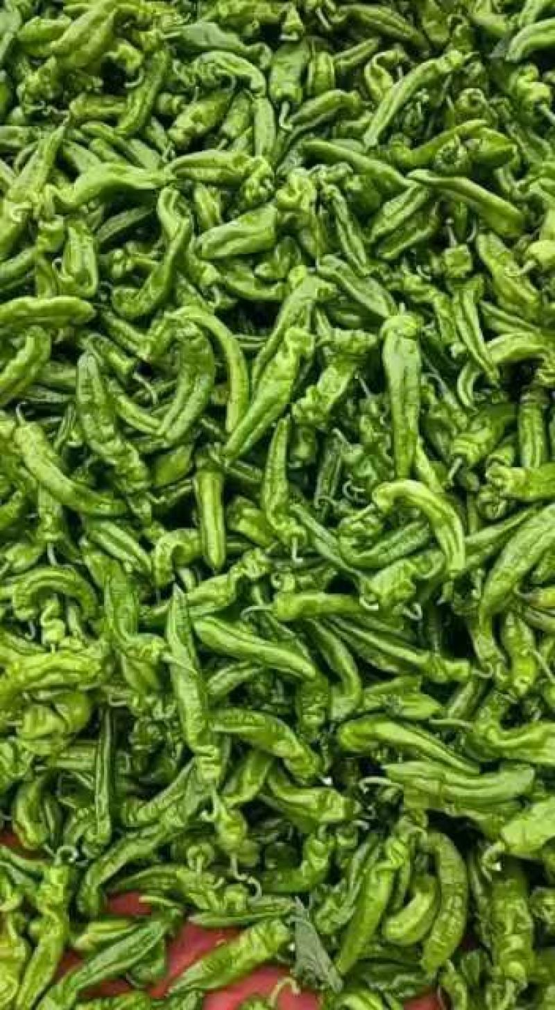 大青椒，301，泡椒，鲜辣椒，产区直发，整车发货