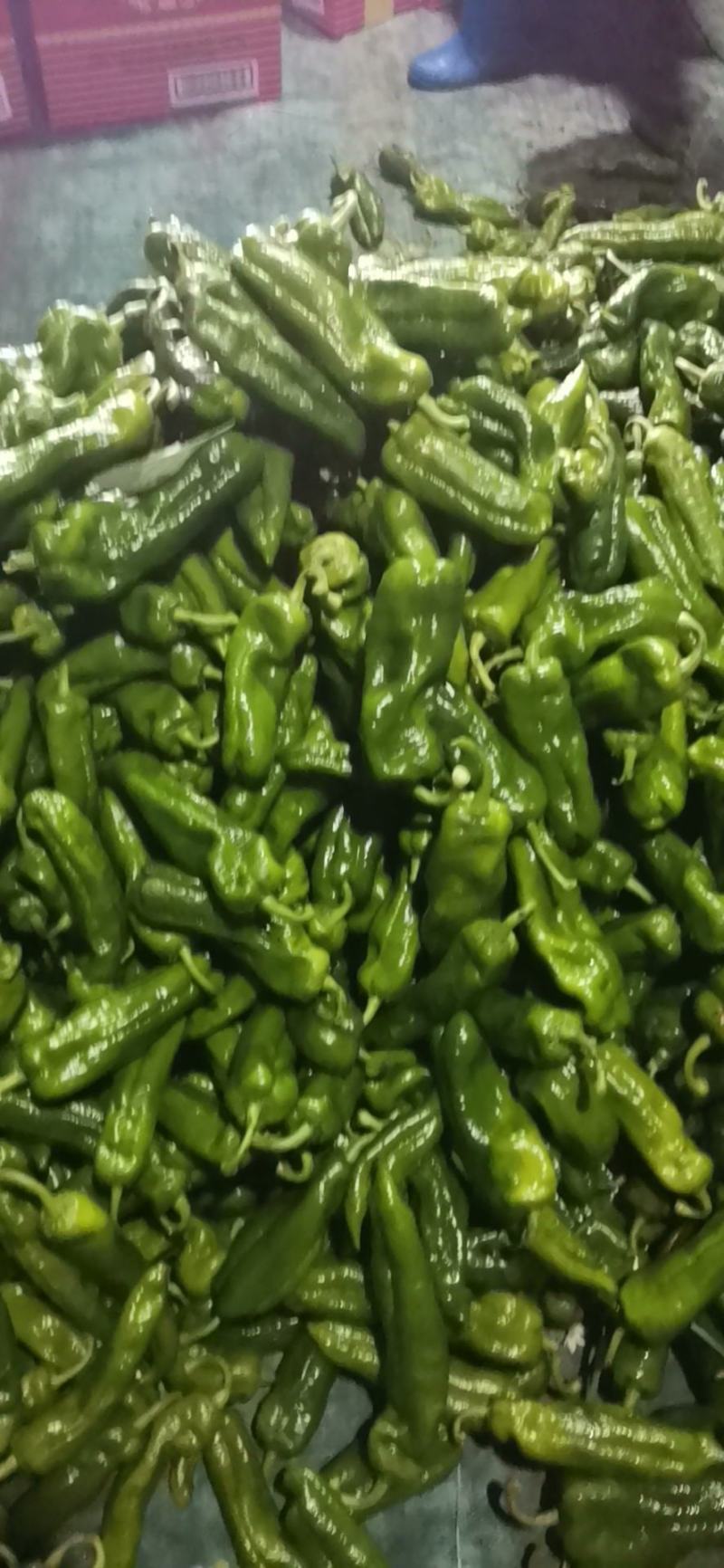 大青椒，301，泡椒，鲜辣椒，产区直发，整车发货