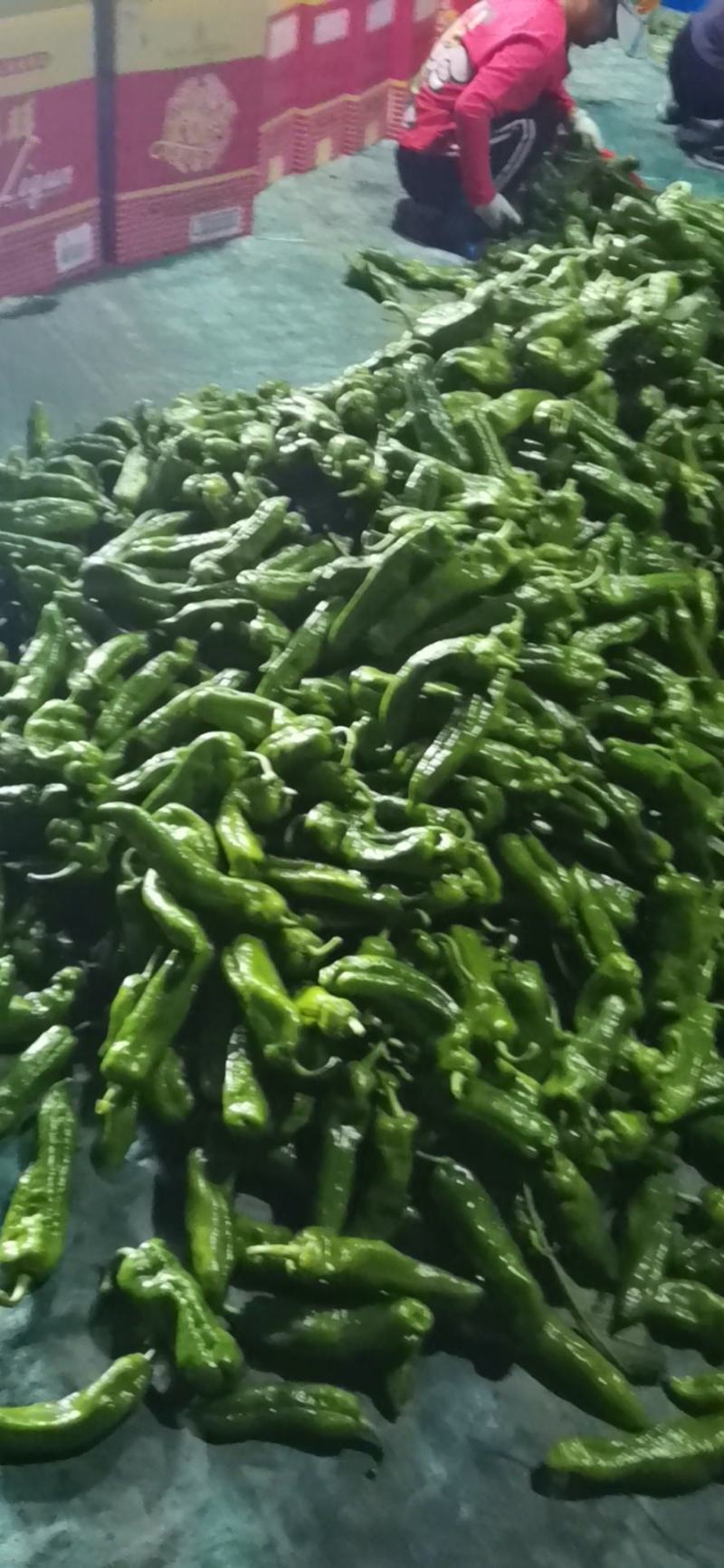 大青椒，301，泡椒，鲜辣椒，产区直发，整车发货