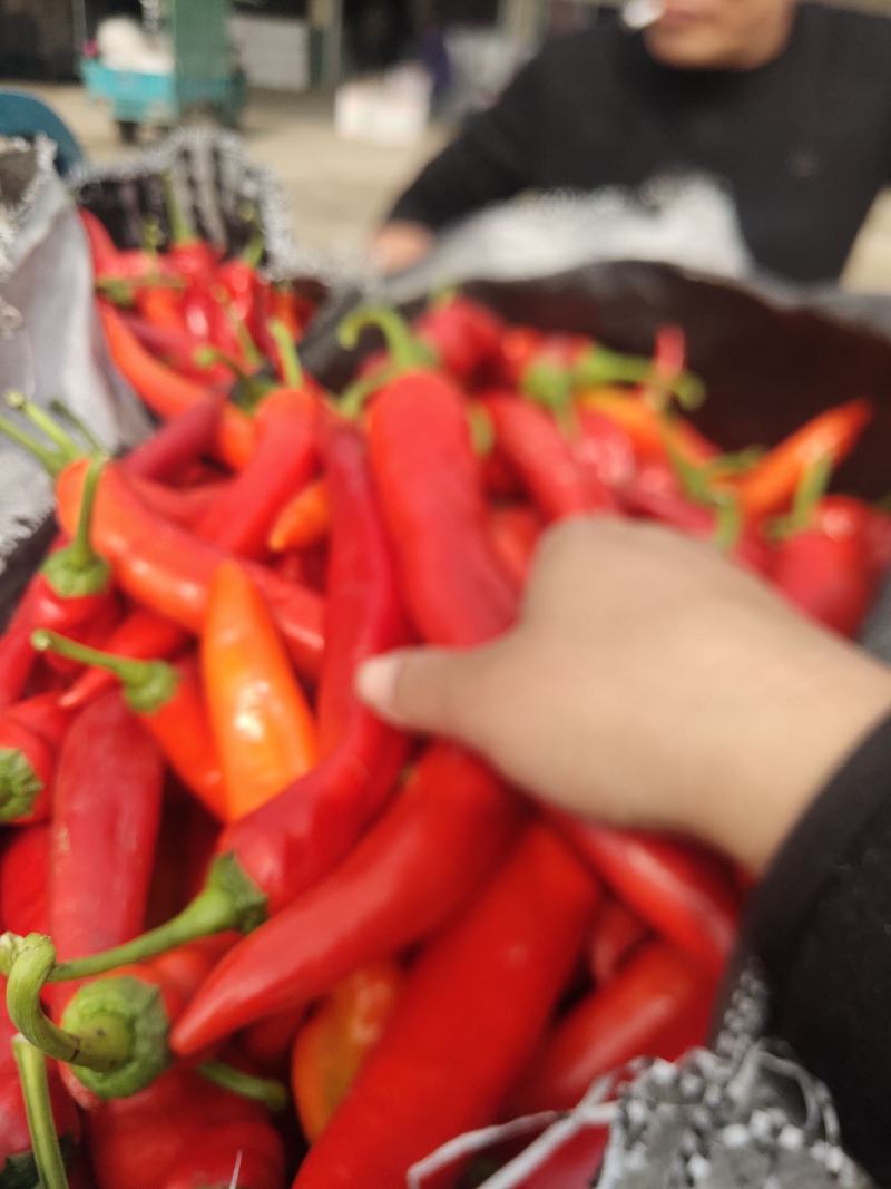 精品长红椒价格美丽，保证质量，走货快。