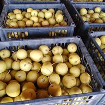 香水梨是我们宁夏海原资产香水梨，它的好处老人小孩吃了治感