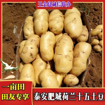 肥城市冷库荷兰十五土豆，颜色好，薯形好，芽眼浅，无黑心。