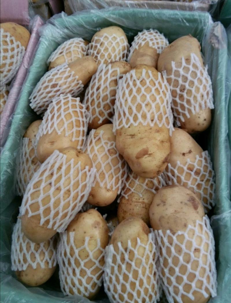 肥城市冷库荷兰十五土豆，颜色好，薯形好，芽眼浅，无黑心。