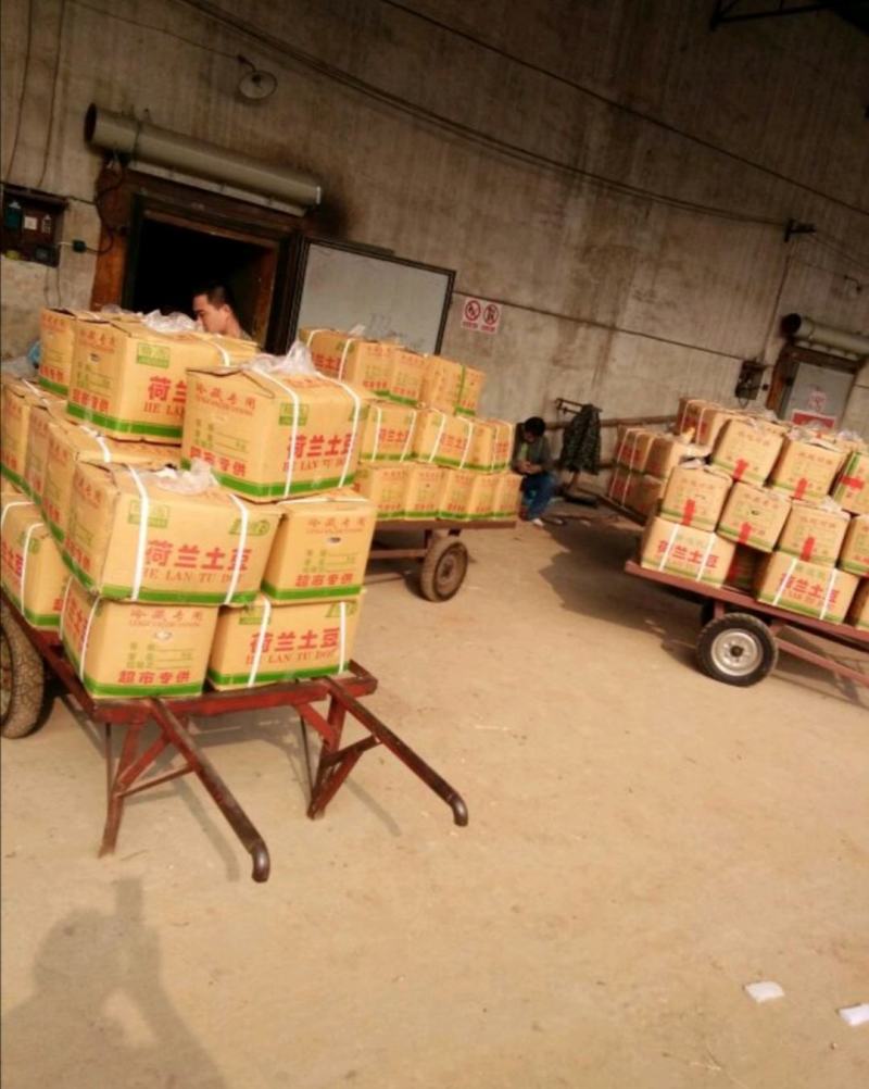 肥城市，冷库新荷兰十五土豆大量出库，规格齐全，一手货源