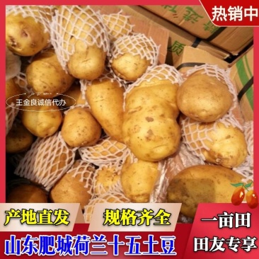 肥城市，冷库新荷兰十五土豆大量出库，规格齐全，一手货源