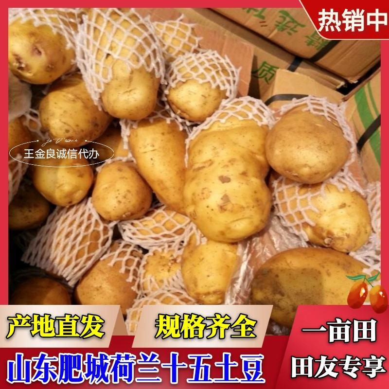 肥城市，冷库新荷兰十五土豆大量出库，规格齐全，一手货源