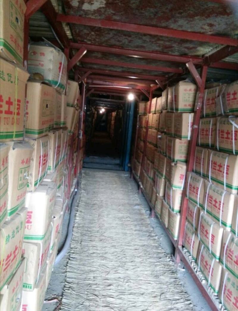 肥城市冷库荷兰十五土豆大量出库中，薯形好，艳色亮黄。