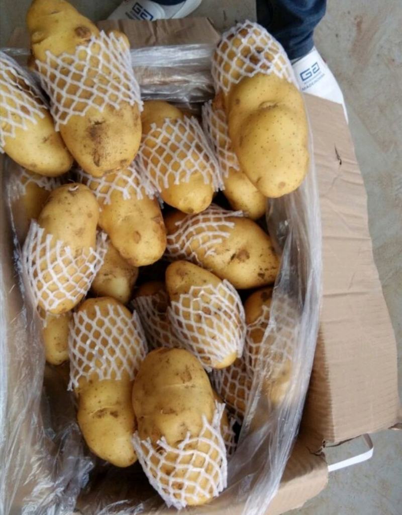肥城市冷库荷兰十五土豆大量出库中，薯形好，艳色亮黄。