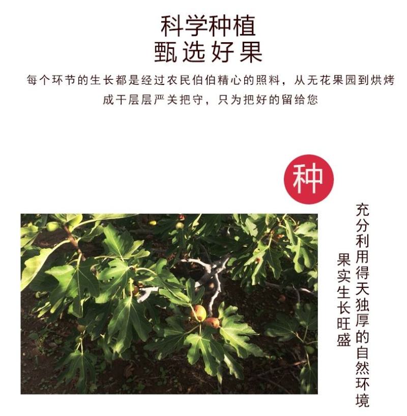 [热卖]山东烟台无花果干果干产地直发专业代办