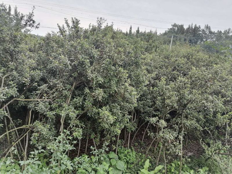 基地直供杜鹃树春娟毛鹃树形杜鹃开花漂亮