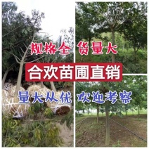 合欢基地自产自销供应12-20公分合欢树，树形好货源充足