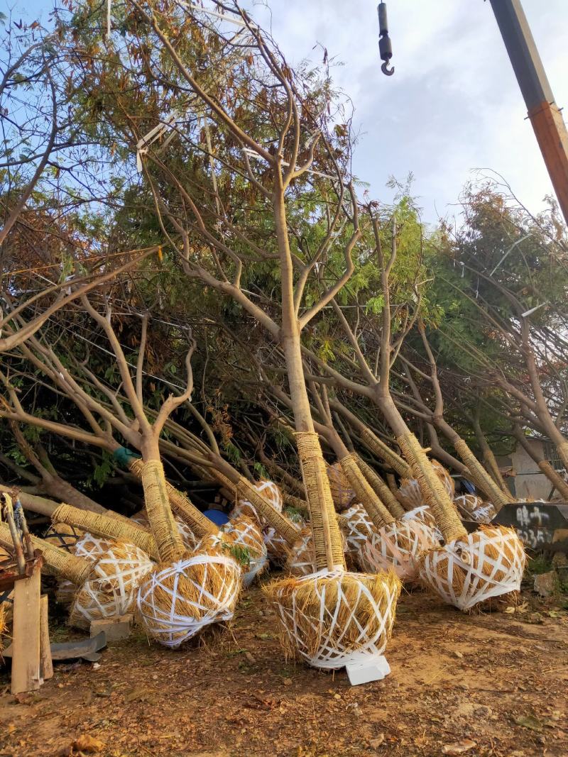 合欢基地自产自销供应12-20公分合欢树，树形好货源充足