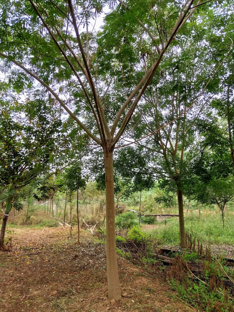 合欢基地自产自销供应12-20公分合欢树，树形好货源充足