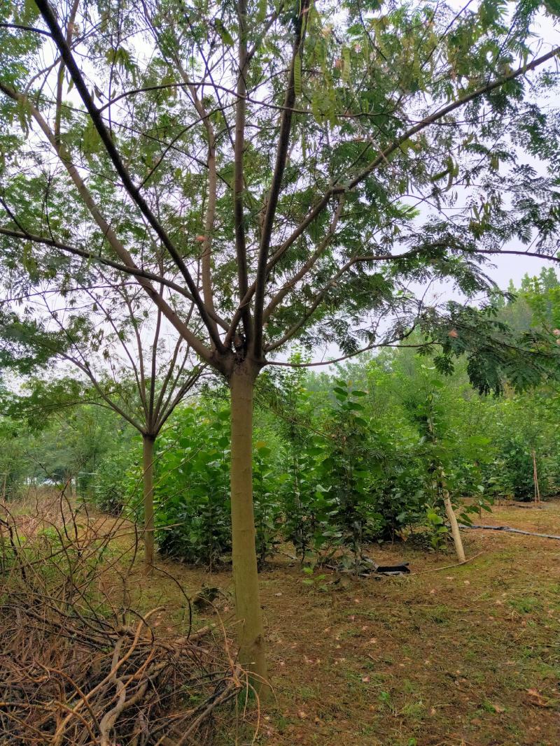 合欢基地自产自销供应12-20公分合欢树，树形好货源充足