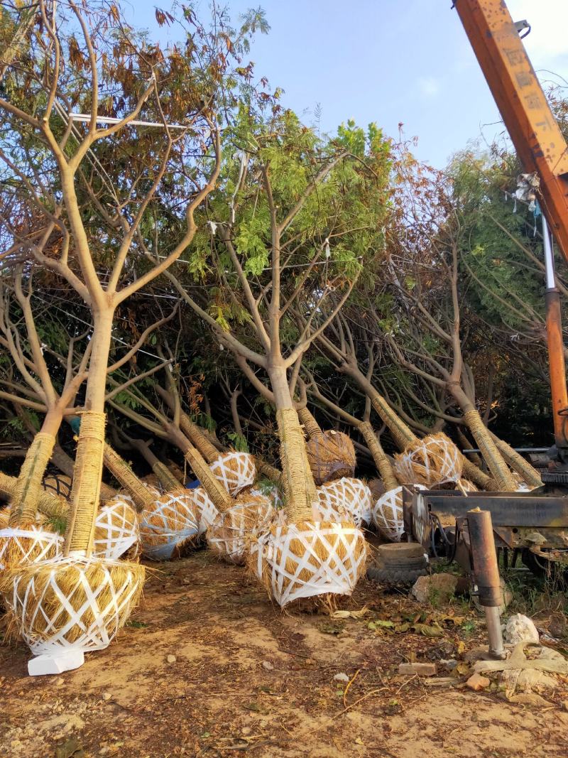 合欢基地自产自销供应12-20公分合欢树，树形好货源充足