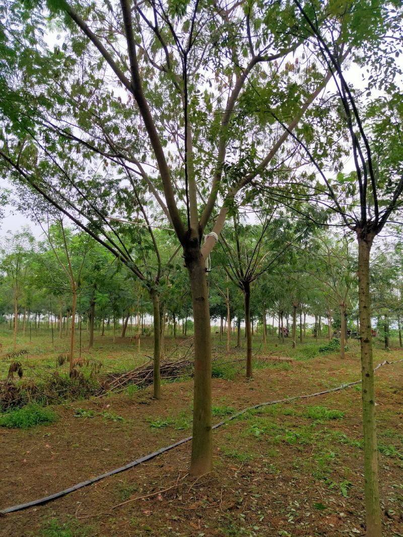 合欢基地自产自销供应12-20公分合欢树，树形好货源充足