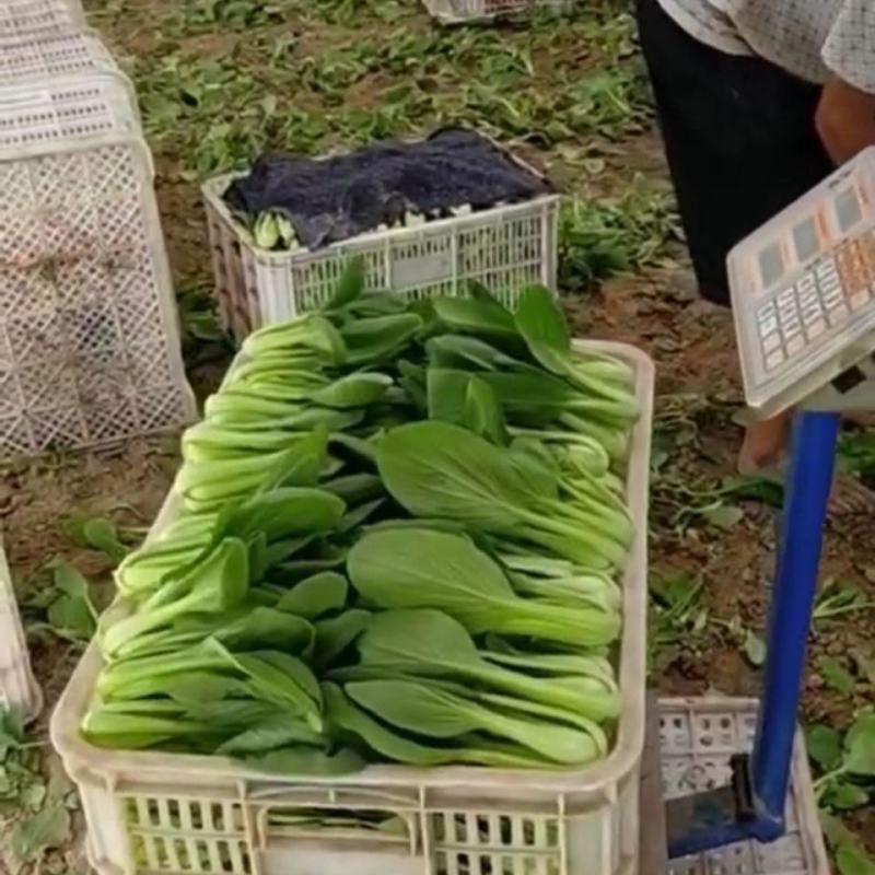 【优质】安徽小油菜新鲜上市对接商超品质保证量大从优