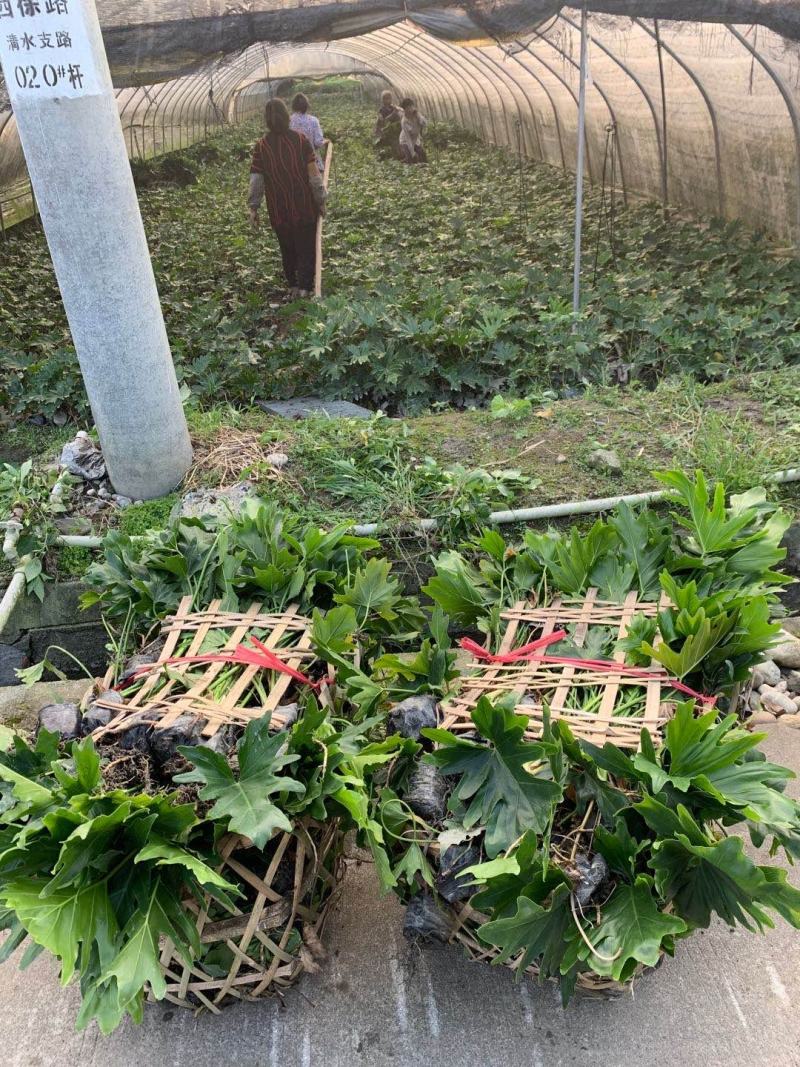 郫都区春羽地苗价格低，春羽杯苗价格，春羽成都基地货源直销