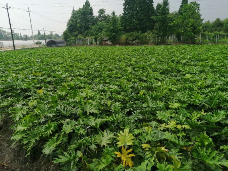 郫都区春羽地苗价格低，春羽杯苗价格，春羽成都基地货源直销