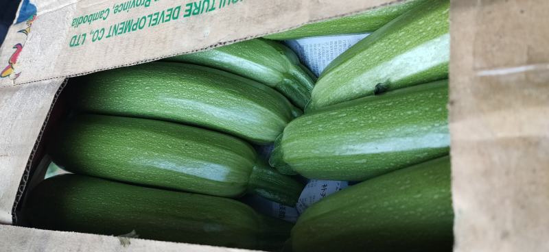 西葫芦精品大量上市。沈阳产地代收各种蔬菜